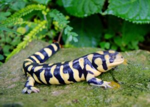Read more about the article 8 лучших видов саламандр и тритонов для домашних животных (с картинками)