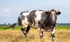 Read more about the article Как определить, является ли крупный рогатый скот коровами, быками, телками или бычками (с иллюстрациями)