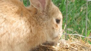 Read more about the article 7 лучших продуктов для набора веса для кроликов 2023 [For Underweight Rabbits]