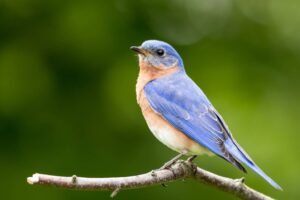 Read more about the article Синие птицы — отличные домашние животные?  Что тебе нужно знать!