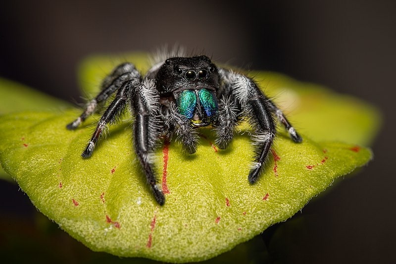 Смелый паук-скакун, Phidippus audax (49608332178)