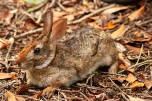 Read more about the article Бразильский кролик: факты, фотографии, руководство по поведению и уходу