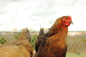 Read more about the article Buckeye Chicken: факты, использование, фотографии, происхождение и характеристики