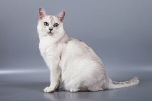 Read more about the article Порода кошек бурмилла: фото, темперамент и особенности
