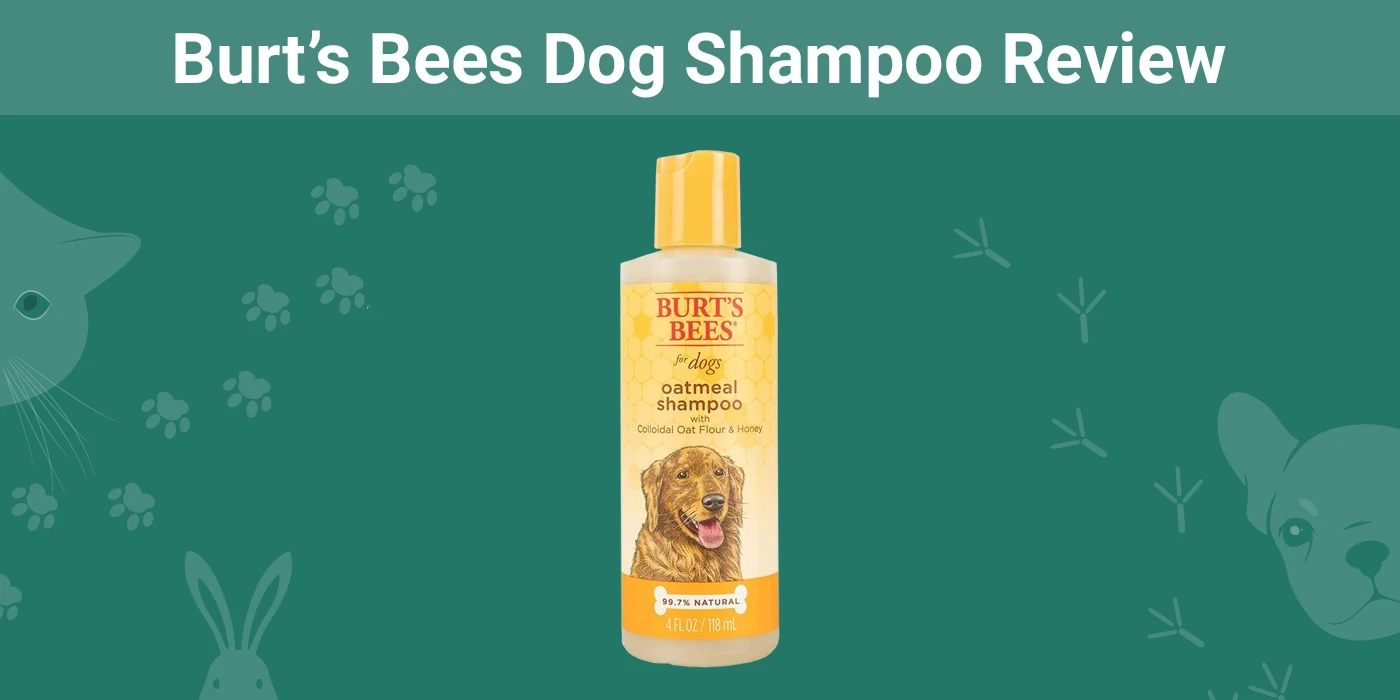 You are currently viewing Обзор шампуня для собак Burt’s Bees (обновлено в 2023 г.)