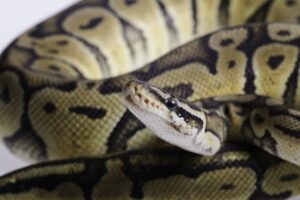 Read more about the article Calico Ball Python Morph: факты, внешний вид, изображения и руководство по уходу