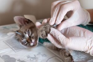 Read more about the article Иглоукалывание для кошек: плюсы, минусы и эффективность (ответ ветеринара)