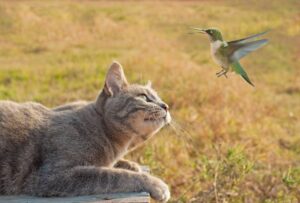 Read more about the article Как держать кошек подальше от кормушек для птиц (7 проверенных методов)