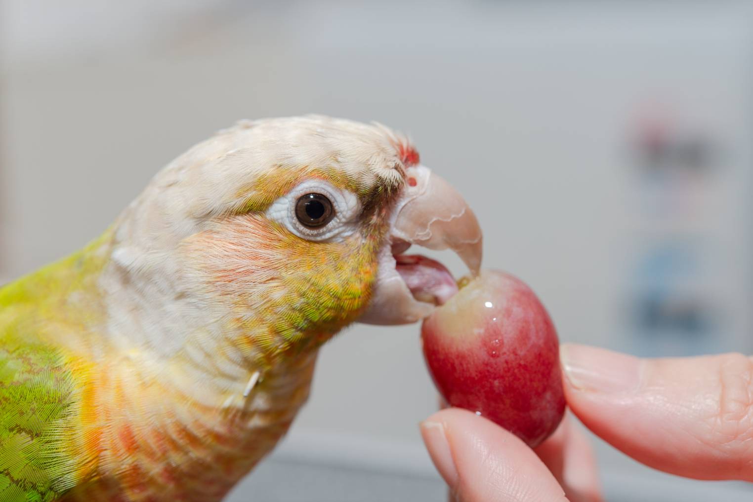 You are currently viewing Могут ли Conures есть виноград?  Что тебе нужно знать!