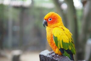 Read more about the article Каков оптимальный возраст, чтобы принести Conure домой?