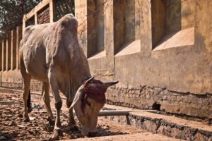 Read more about the article Почему в Индии священны коровы?