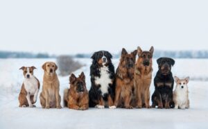 Read more about the article Сколько пород собак в мире?  (обновление 2023 г.)