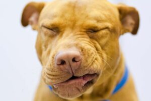 Read more about the article Могут ли собаки быть аллергиками на других собак?  Наш ветеринар объясняет факты и часто задаваемые вопросы