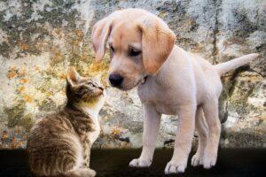 Read more about the article Как познакомить котенка с собакой: 7 советов экспертов