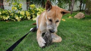 Read more about the article Почему собаки едят камни?  11 причин и как это остановить
