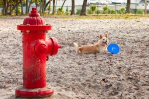 Read more about the article Почему собаки писают на пожарные гидранты?  Что тебе нужно знать!