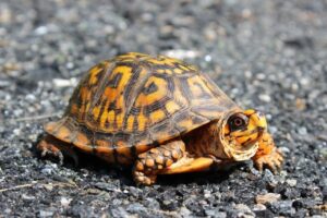 Read more about the article Сколько стоит коробчатая черепаха?  (Справочник цен на 2023 год)