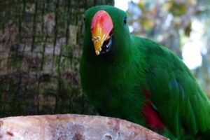 Read more about the article Что едят попугаи в дикой природе и в качестве домашних животных?