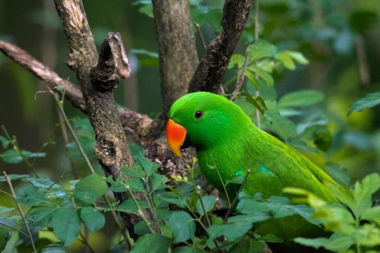 Eclectus Parrot Вид сбоку_KenWongYL, Shutterstock