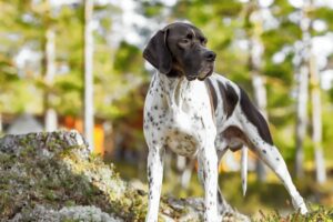 Read more about the article English Pointer: полное руководство, информация, фотографии, уход и многое другое!