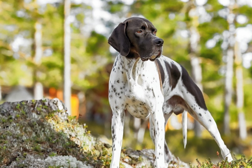 Английский пойнтер_Елена Сафронова_Shutterstock