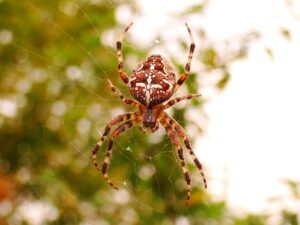 Read more about the article 10 пауков, найденных в Австралии (с фотографиями)