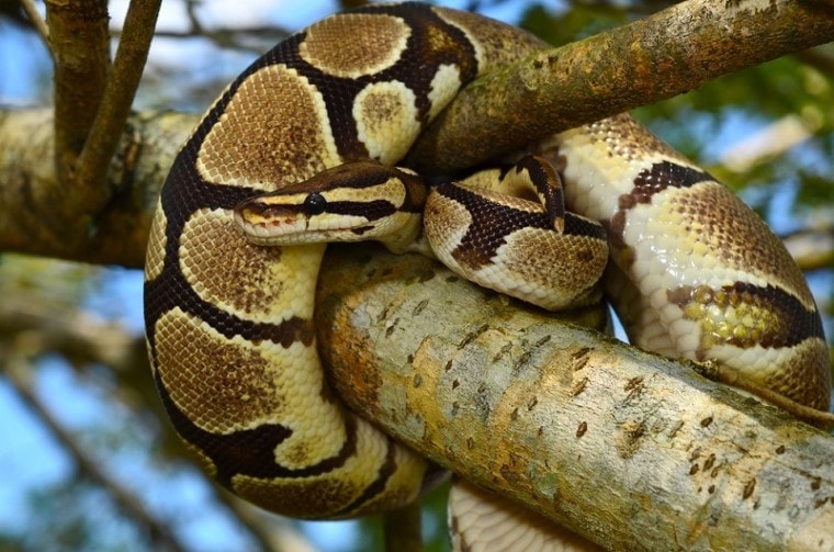 Огненный шар Python Snake_Ery Azmeer_shutterstock