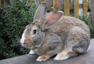 Read more about the article Фламандские гигантские кролики на продажу: список заводчиков 2023 года в Великобритании