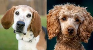 Read more about the article Foxhoodle (англ. Foxhound & Poodle Mix): фотографии, информация, уход и многое другое!