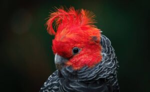 Read more about the article Gang-Gang Cockatoo — Личность, фотографии, руководство по еде и уходу