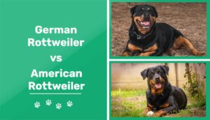 Read more about the article Немецкий и американский ротвейлер: в чем разница?