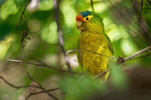 Read more about the article Half-Moon Conure — Личность, руководство по еде и уходу (с иллюстрациями)