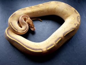 Read more about the article Highway Ball Python Morph: особенности и уход (с изображениями)