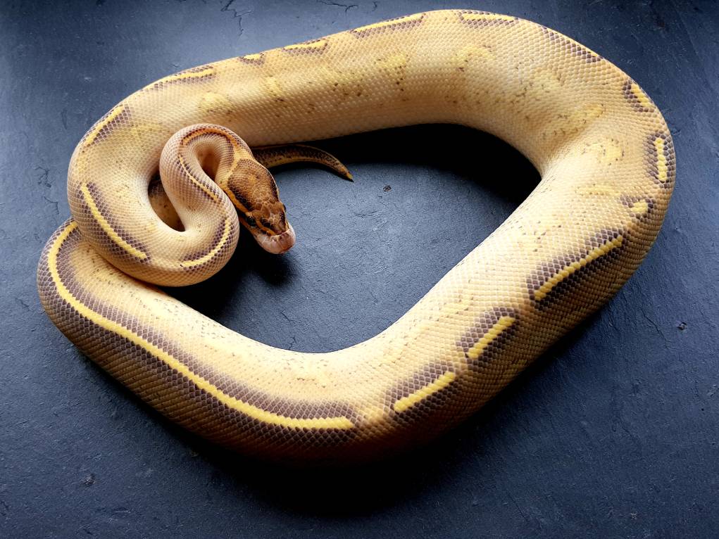 You are currently viewing Highway Ball Python Morph: особенности и уход (с изображениями)