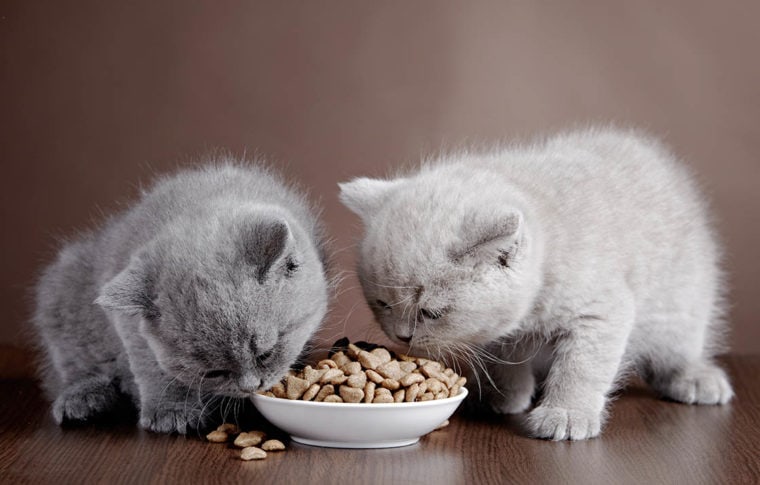 два серых котенка едят вместе