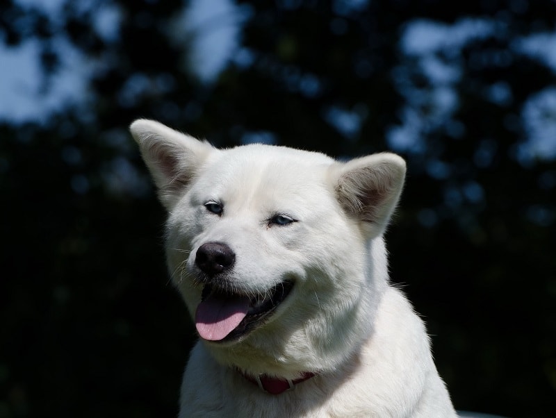 You are currently viewing Huskita (помесь сибирской хаски и акиты): фотографии, руководство, информация, уход и многое другое!