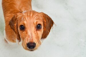 Read more about the article Можно ли использовать кошачий шампунь для собак?  Эффективен ли он для очистки?
