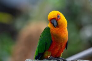 Read more about the article Из Conures получаются отличные домашние животные?  Что тебе нужно знать!