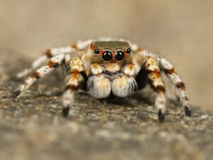 Read more about the article Что едят прыгающие пауки в дикой природе и в качестве домашних животных?