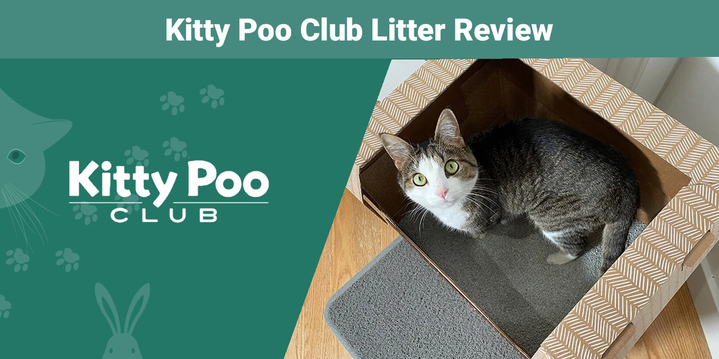 Read more about the article Обзор помета Kitty Poo Club 2023: мнение нашего эксперта