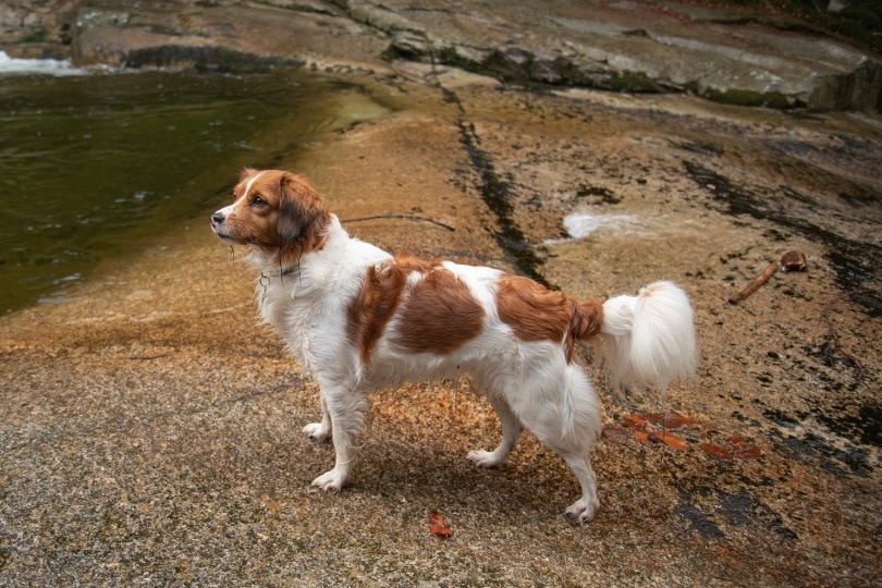 You are currently viewing Kooikerhondje: полное руководство, информация, фотографии, уход и многое другое!