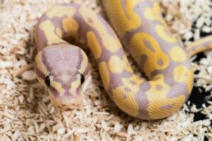Read more about the article 12 самых дорогих домашних змей в мире (с картинками)