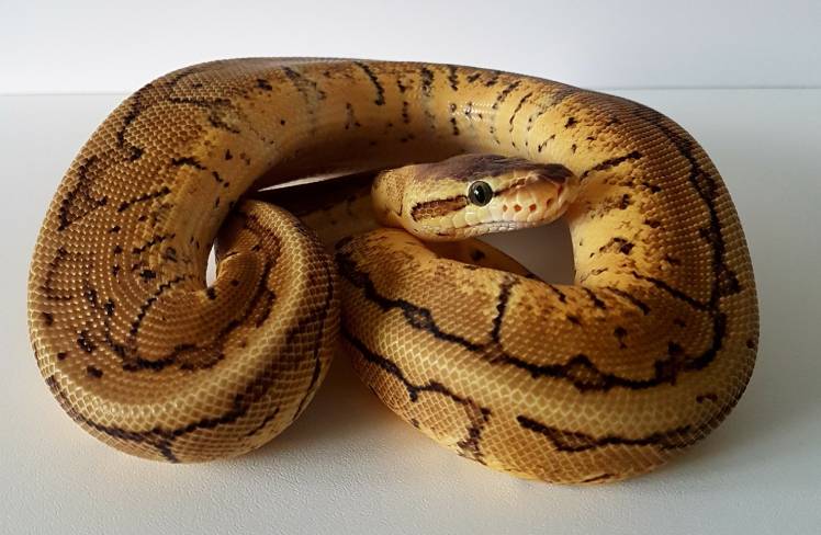 Read more about the article Lemon Blast Ball Python Morph: факты, внешний вид, изображения и руководство по уходу