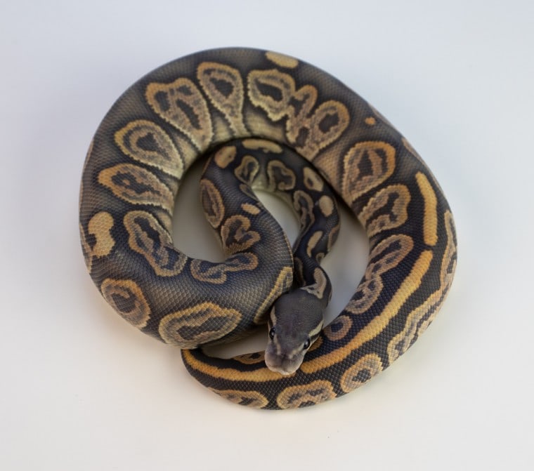 Leopard Ball Python, вид спереди_Pixaby