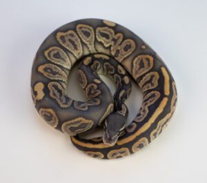 Read more about the article Leopard Ball Python Morph: факты, фотографии внешнего вида и руководство по уходу