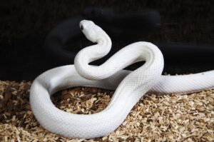 Read more about the article Leucistic (White) Ball Python Morph: 20 интересных фактов (с иллюстрациями)