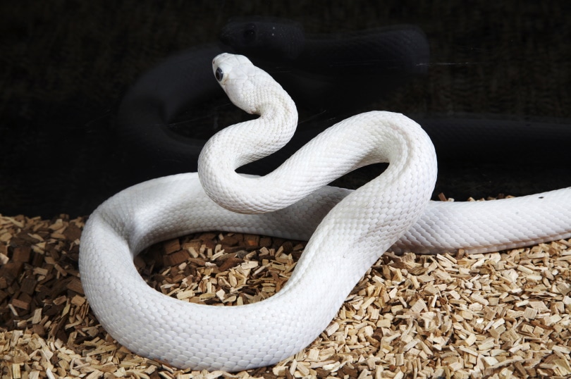 You are currently viewing Leucistic (White) Ball Python Morph: 20 интересных фактов (с иллюстрациями)