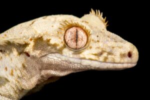 Read more about the article Lilly White Crested Gecko: информация, изображения и руководство по уходу для начинающих