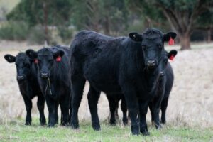Read more about the article 15 увлекательных и забавных фактов о коровах, которых вы не знали