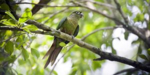 Read more about the article Maroon-Bellied Conure — Руководство по личности, еде и уходу